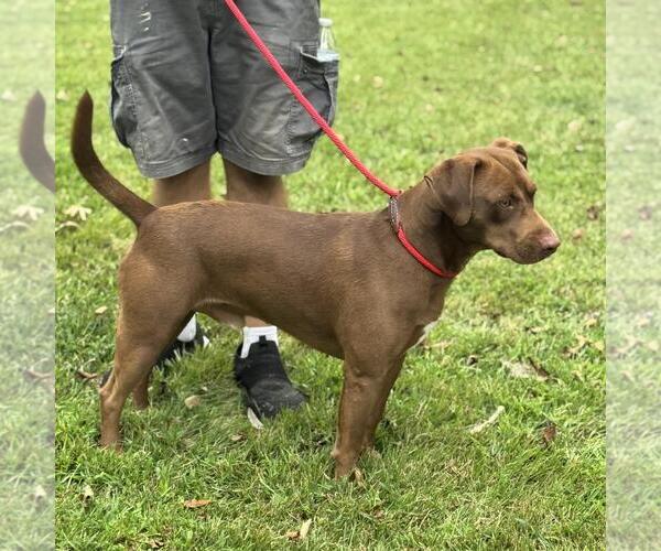Medium Photo #7 Labrador Retriever-Unknown Mix Puppy For Sale in Yardley, PA, USA