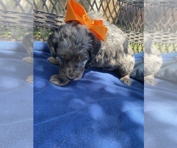 Medium Photo #3 Double Doodle Puppy For Sale in FRIENDSWOOD, TX, USA