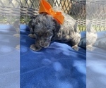 Small Photo #3 Double Doodle Puppy For Sale in FRIENDSWOOD, TX, USA