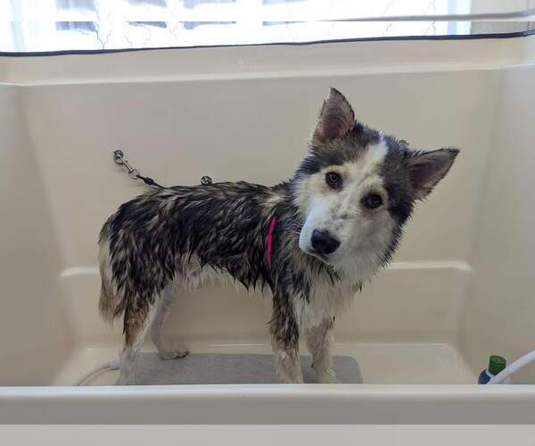 Medium Photo #15 Siberian Husky Puppy For Sale in Holly Springs, NC, USA