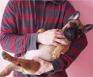 French Bulldog Puppy for sale in ADRIAN, MI, USA