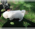 Small Photo #23 Coton de Tulear Puppy For Sale in COLUMBIA, MO, USA