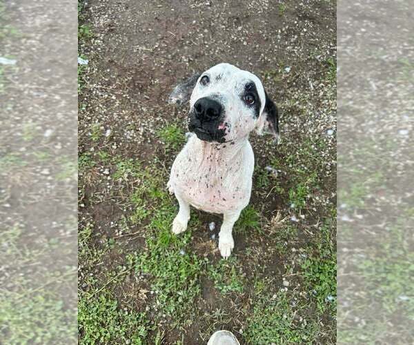 Medium Photo #1 Mutt Puppy For Sale in Abbeville, LA, USA