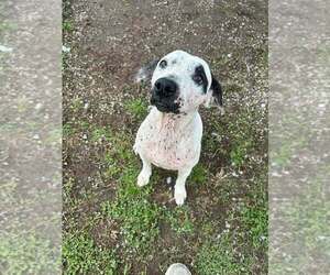 Mutt Dogs for adoption in Abbeville, LA, USA