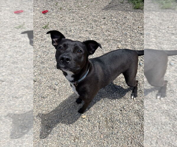 Medium Photo #1 Mutt Puppy For Sale in Bemidji, MN, USA