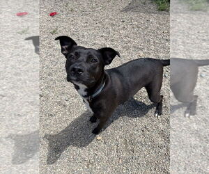 Mutt Dogs for adoption in Bemidji, MN, USA