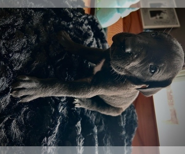 Medium Photo #2 Great Dane Puppy For Sale in DUSHORE, PA, USA