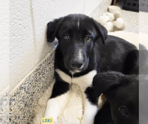 Medium Photo #3 Mutt Puppy For Sale in Candler, NC, USA