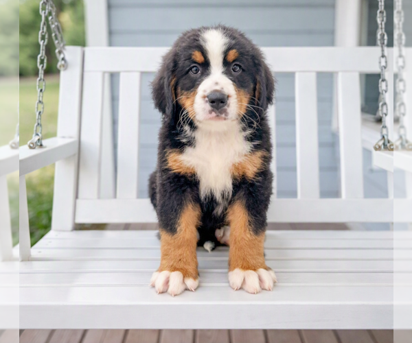 Medium Photo #1 Bernese Mountain Dog Puppy For Sale in DUNDEE, OH, USA