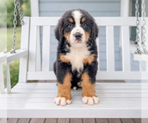 Bernese Mountain Dog Puppy for sale in DUNDEE, OH, USA