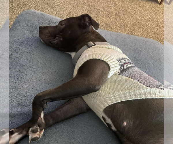 Medium Photo #16 American Pit Bull Terrier-Unknown Mix Puppy For Sale in Germantown, OH, USA