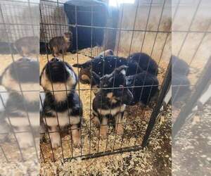German Shepherd Dog Puppy for sale in MEDFORD, WI, USA