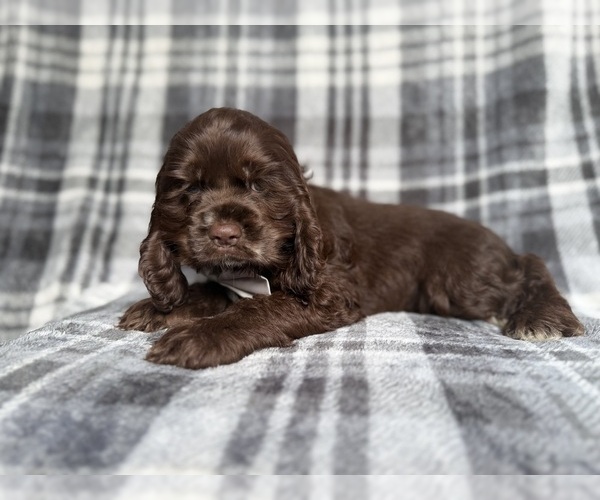Medium Photo #4 Cocker Spaniel Puppy For Sale in LAKELAND, FL, USA