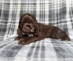 Small #3 Cocker Spaniel