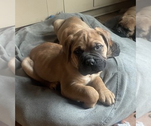 Medium Bullmastiff