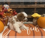 Small #4 Cavapoo