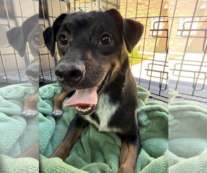 Patches - Male Mutt Dog for Adoption - Photo #2