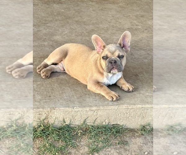 Medium Photo #7 French Bulldog Puppy For Sale in TEMPLE, TX, USA