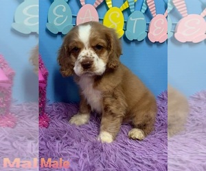 Cocker Spaniel Puppy for sale in DURANT, OK, USA