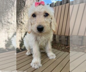 Labradoodle Puppy for sale in PEMBROKE, GA, USA