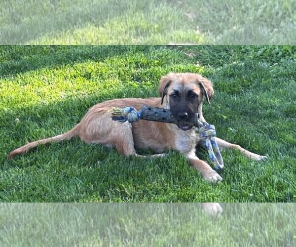Medium Photo #2 Mutt Puppy For Sale in MECHANICSBURG, PA, USA