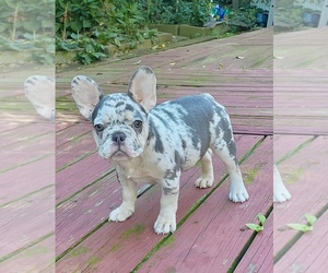French Bulldog Puppy for sale in COLONIA, NJ, USA