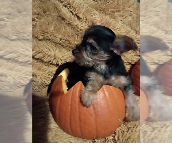 Medium Photo #2 Yorkshire Terrier Puppy For Sale in PITTSBURGH, PA, USA