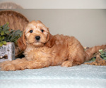 Small #3 Goldendoodle (Miniature)