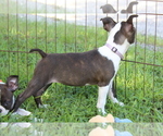 Small #9 Boston Terrier