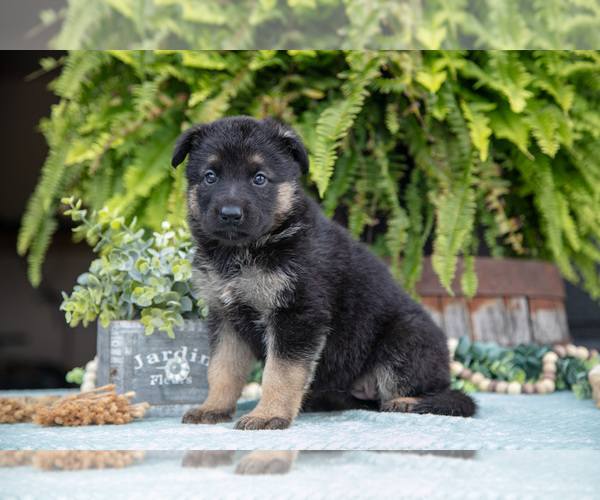 Medium Photo #16 German Shepherd Dog Puppy For Sale in FREDERICKSBURG, OH, USA
