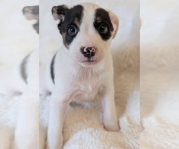 Medium Photo #8 Mutt Puppy For Sale in Brooklyn Center, MN, USA