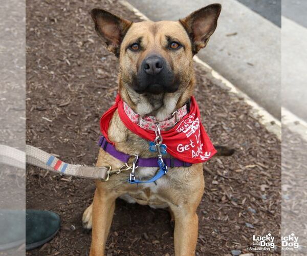 Medium Photo #8 Mutt Puppy For Sale in Washington, DC, USA