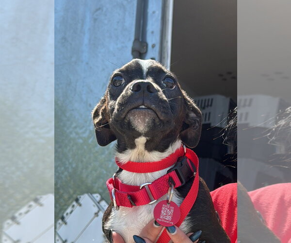 Medium Photo #3 Boston Terrier-Jack Russell Terrier Mix Puppy For Sale in Wakefield, RI, USA
