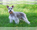 Small #1 Schnauzer (Miniature)