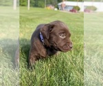Small Photo #45 Labrador Retriever Puppy For Sale in FREDERICKSBG, OH, USA
