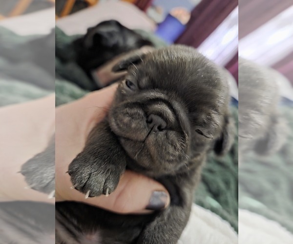 Medium Photo #93 Pug Puppy For Sale in HILLSDALE, MI, USA