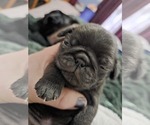 Small Photo #93 Pug Puppy For Sale in HILLSDALE, MI, USA
