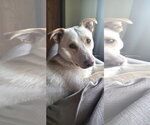 Small Labrador Retriever Mix