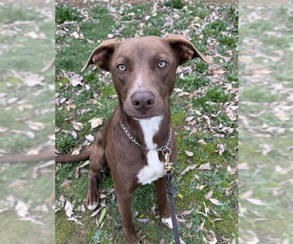 Medium Photo #2 Labrador Retriever-Unknown Mix Puppy For Sale in Jackson, CA, USA