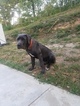 Small Cane Corso