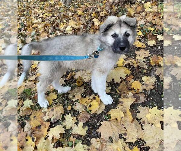 Medium Photo #2 German Shepherd Dog-Great Pyrenees Mix Puppy For Sale in Springdale, PA, USA