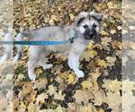 Small #1 German Shepherd Dog-Great Pyrenees Mix