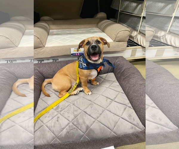 Medium Photo #1 Mutt Puppy For Sale in Derwood, MD, USA