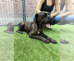 Small #1 Mastiff