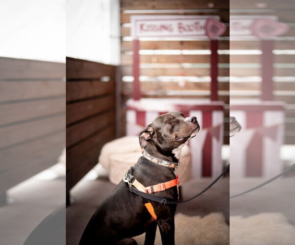 Medium Photo #7 American Pit Bull Terrier Puppy For Sale in Alexandria, VA, USA