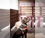 Small #6 American Pit Bull Terrier