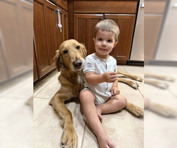 Medium Photo #3 Golden Retriever-Unknown Mix Puppy For Sale in Bonita Springs, FL, USA
