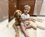 Small #2 Golden Retriever Mix