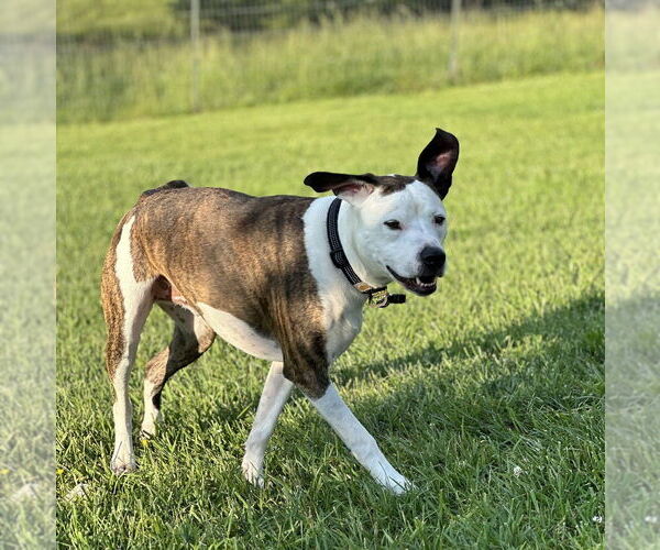 Medium Photo #2 Mutt Puppy For Sale in Candler, NC, USA
