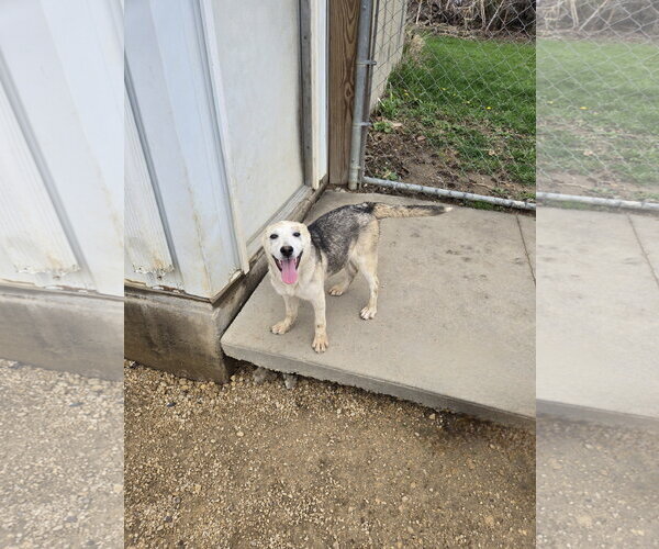 Medium Photo #1 Siberian Husky-Unknown Mix Puppy For Sale in Maquoketa, IA, USA